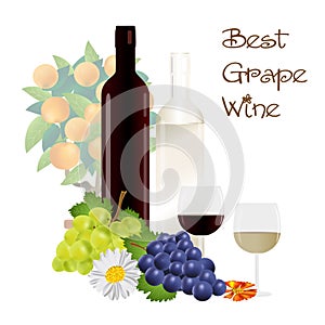 Vector realistic illustration of grapes and wine bottles.
