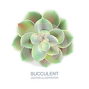 Vector realistic illustration of green succulent echeveria isolated on white background. Cactus flower top view photo