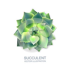 Vector realistic illustration of green succulent isolated on white background. Cactus flower top view photo