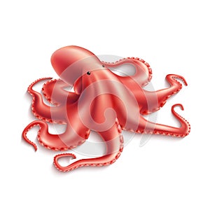 Vector realistic octopus, marine squid 3d mollusk photo