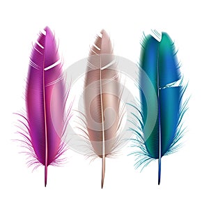 Vector realistic peacock peafowl color feather set