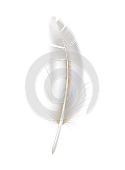 Vector realistic peacock peafowl white feather 3d
