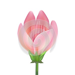 Vector realistic pink flower, cherry, lotos