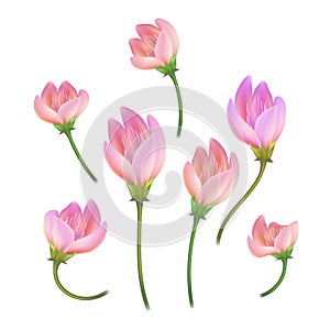 Vector realistic pink flower, cherry, lotos set