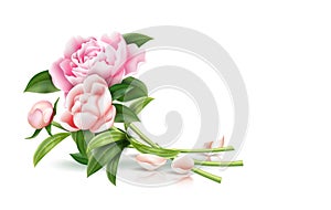 Vector realistic pink rose flower leaves bouquet