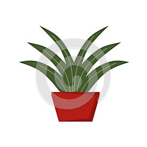 Vector realistic plant in pot