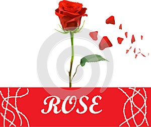 Vector realistic red rose.