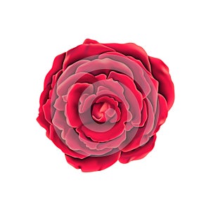 Vector realistic red rose blossom, isolated illustration.