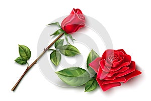 Vector realistic red rose blossom leaf stem set