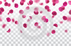 Vector realistic seamless border with fallig pink rose petals on transparent background