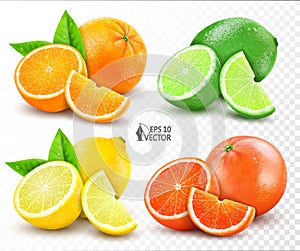 Vector realistic set of citrus. Lemon, orange, lime, grapefruit. Whole, halves and slices. Fresh sour citrus fruits isolated on