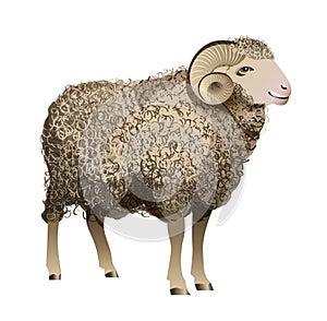 Vector Realistic Sheep
