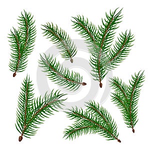Vector realistic spruce fir tree branches set