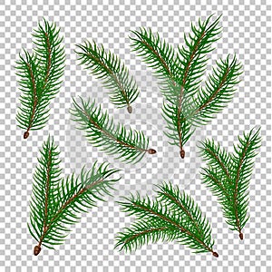 Vector realistic spruce fir tree branches set