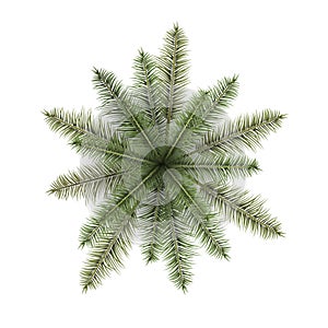 Vector realistic top view illustration of palm tree isolated on white background