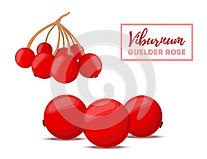 Vector red berries - botanical viburnum, guelder rose