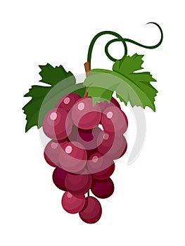 vector red grapes.