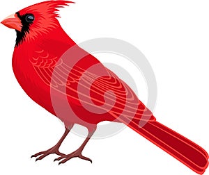 Vector Red Male Northern Cardinal - state bird photo