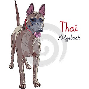 Vector red Thai Ridgeback Dog breed standing