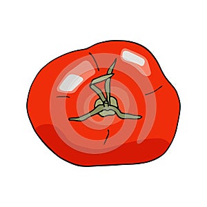 Vector red tomato. Top view of whole fresh tomato vegetable isolated on white background. Food ingredient cartoon doodle