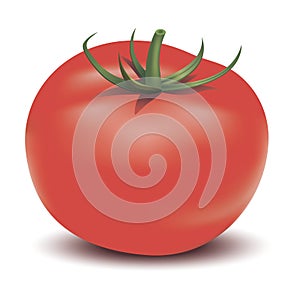 Vector red tomato
