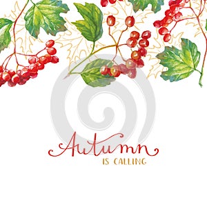 Vector Red viburnum opulus - guelder-rose - branch with leaves and berries - autumn greeting card