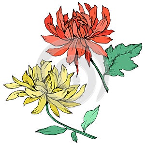 Vector Red and yellow Chrysanthemum floral botanical flowers. Engraved ink art. Isolated flower illustration element.