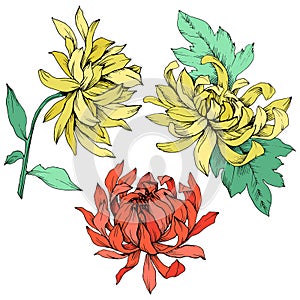 Vector Red and yellow Chrysanthemum floral botanical flowers. Engraved ink art. Isolated flower illustration element.