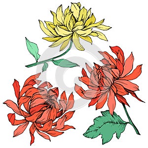 Vector Red and yellow Chrysanthemum floral botanical flowers. Engraved ink art. Isolated flower illustration element.