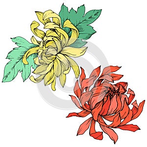 Vector Red and yellow Chrysanthemum floral botanical flowers. Engraved ink art. Isolated flower illustration element.