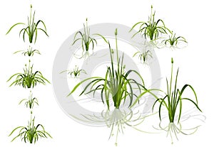 Vector reed. Water plants in different variants with shadows.