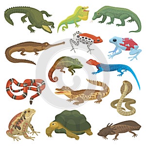 Vector reptile nature lizard animal wildlife wild chameleon, snake, turtle, crocodile illustration of reptilian