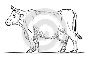 Vector retro illustration of a cow.