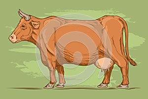 Vector retro illustration of a cow.