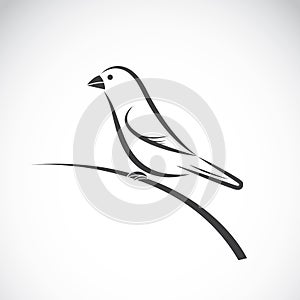 Vector of ricebird on white background.