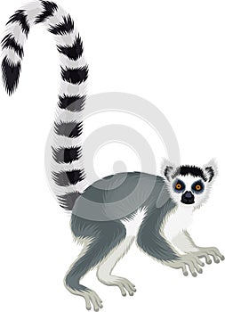 Vector ring-tailed Madagascar lemur illustration Lemur catta photo