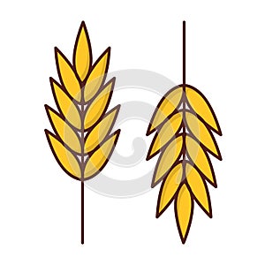 Vector ripe ears of wheat isolated on white background