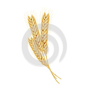 Vector ripe spikelets of wheat, design element for food packaging