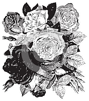 Vector Rose Flower Bouquet Illustration in black and white