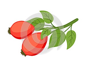 Vector rose hip, haw, medical herbal plant. Cartoon flat style