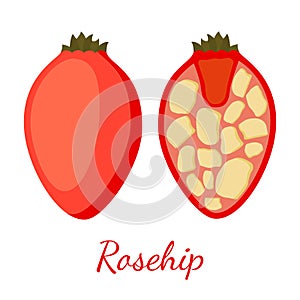 Vector rosehip, seeds, haw, medical herbal plant. Cartoon flat style