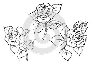 Vector roses. Trace of freehand drawing.