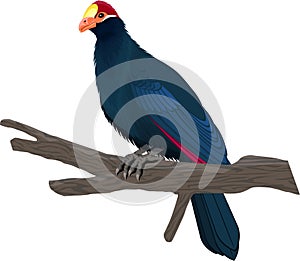 Vector Ross`s turaco or Lady Ross`s turaco