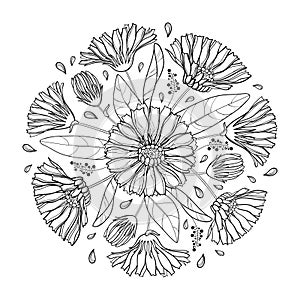 Vector round bouquet of outline Calendula officinalis or pot marigold, bud, leaf and flower in black isolated on white background.