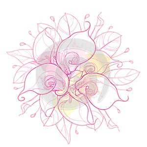 Vector round bouquet with outline Calla lily flower or Zantedeschia, bud and ornate leaf in pastel pink isolated on white.