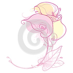 Vector round bouquet of outline Calla lily flower or Zantedeschia in pastel pink with ornate leaf isolated on white background.