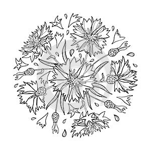 Vector round bouquet with outline Cornflower, Knapweed or Centaurea flower, bud and leaf in black isolated on white background. photo