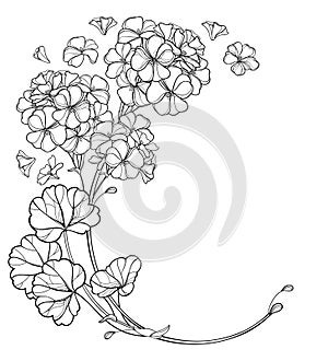 Vector round bouquet with outline Geranium or Cranesbills flower bunch and ornate leaf in black isolated on white background.