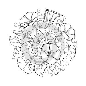 Vector round bouquet with outline Ipomoea or Morning glory flower, leaf and bud in black isolated on white background.