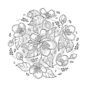 Vector round bouquet with outline Jasmine flower bunch, bud and ornate leaves in black isolated on white background.